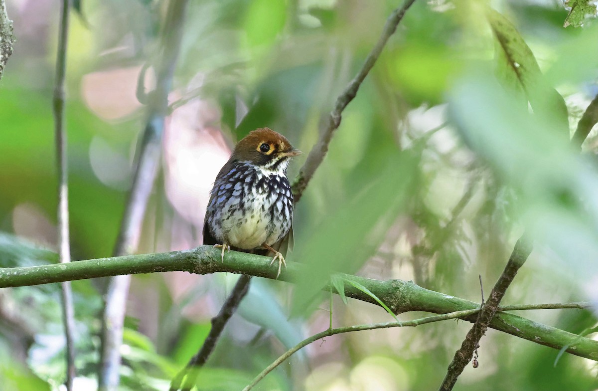 Peruvian Antpitta - Timo Mitzen