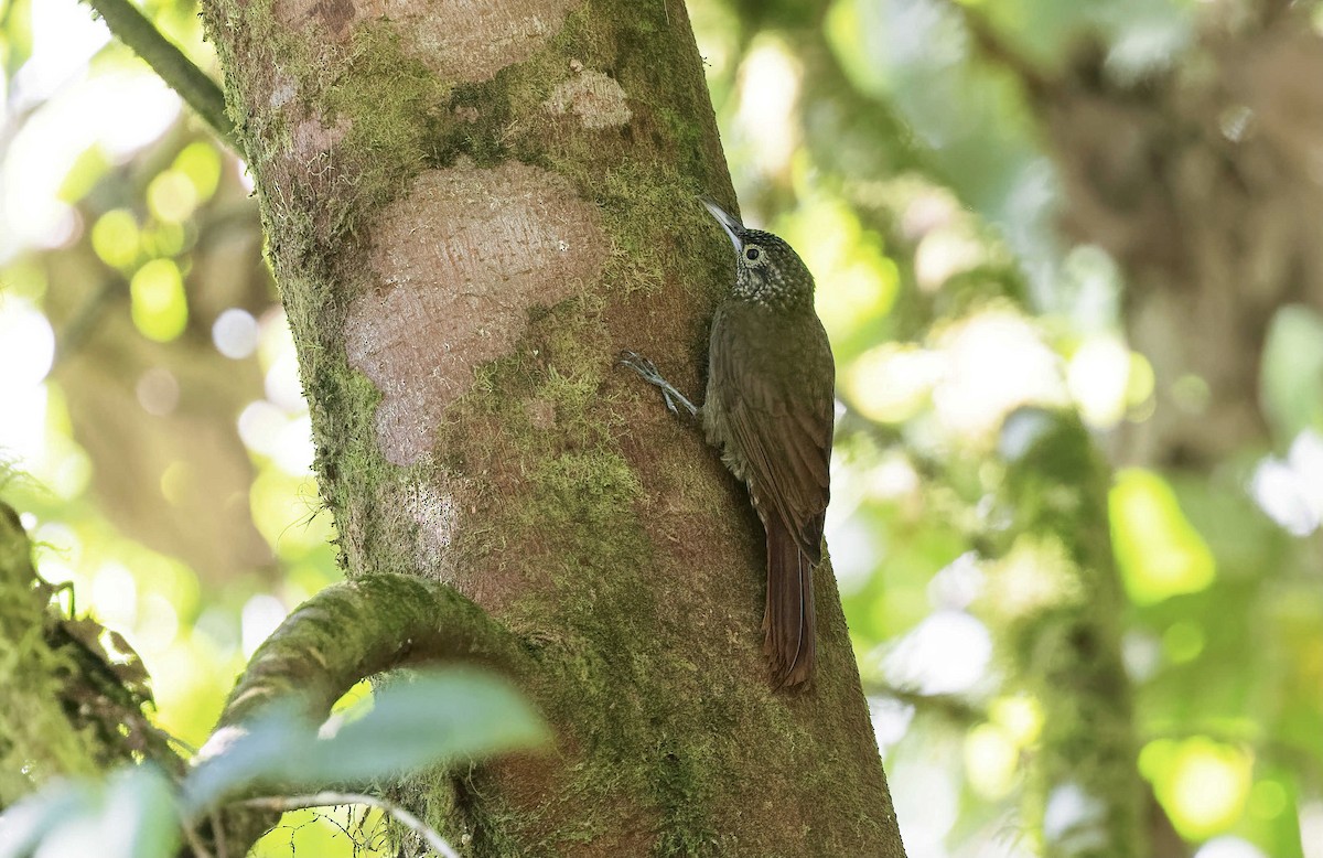 Olive-backed Woodcreeper - ML370013821