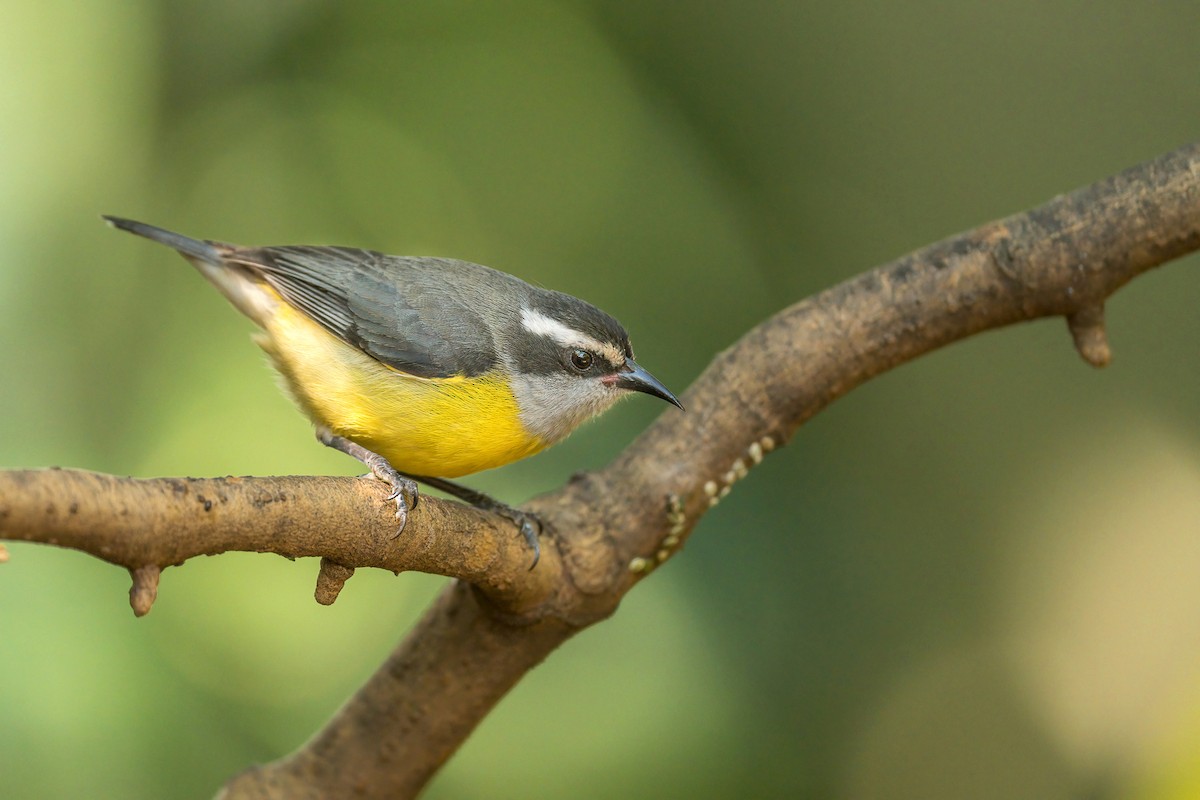 Bananaquit - Jorge Claudio Schlemmer