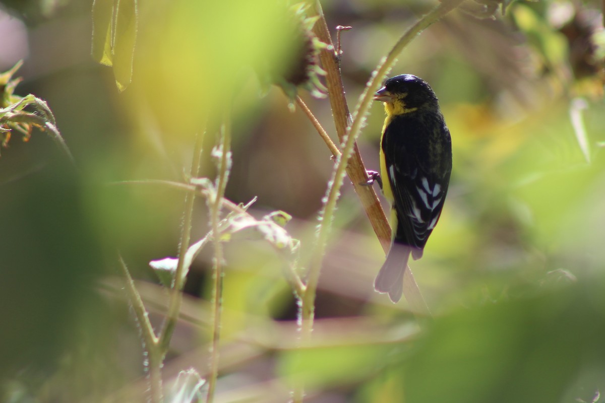 Lesser Goldfinch - ML37001551