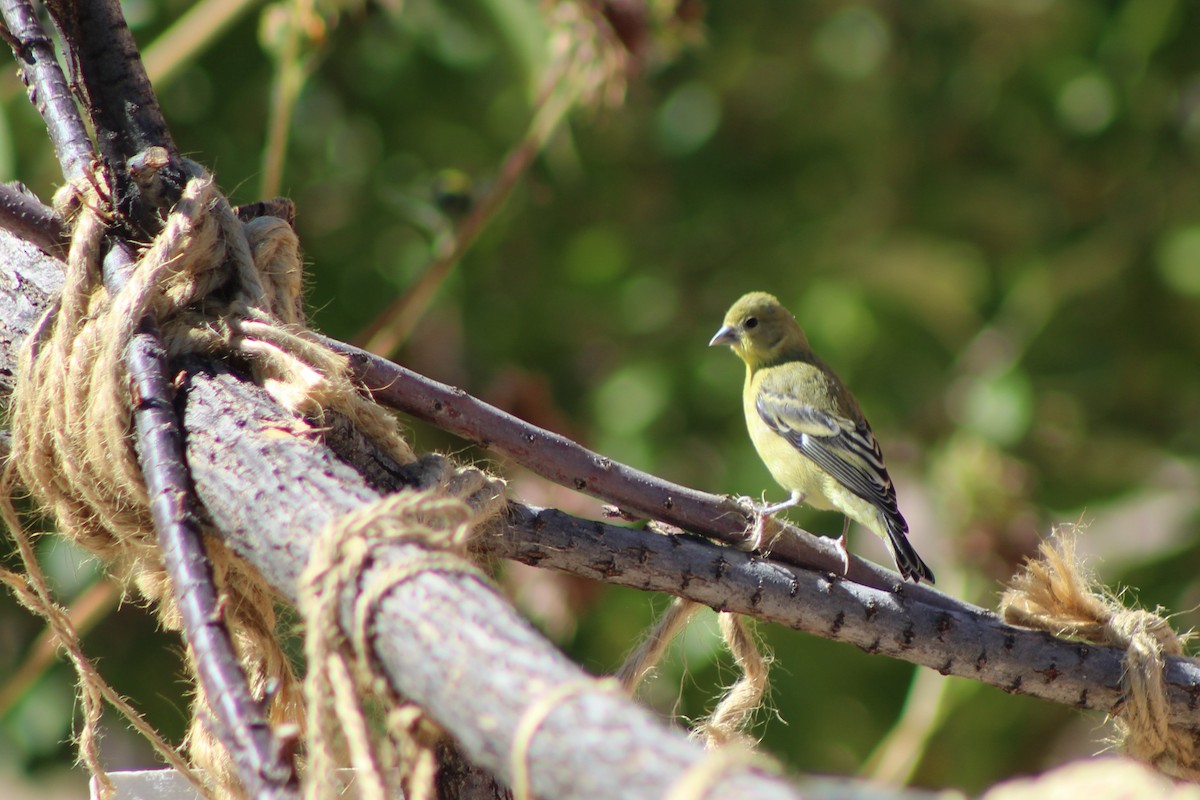 Lesser Goldfinch - ML37001561