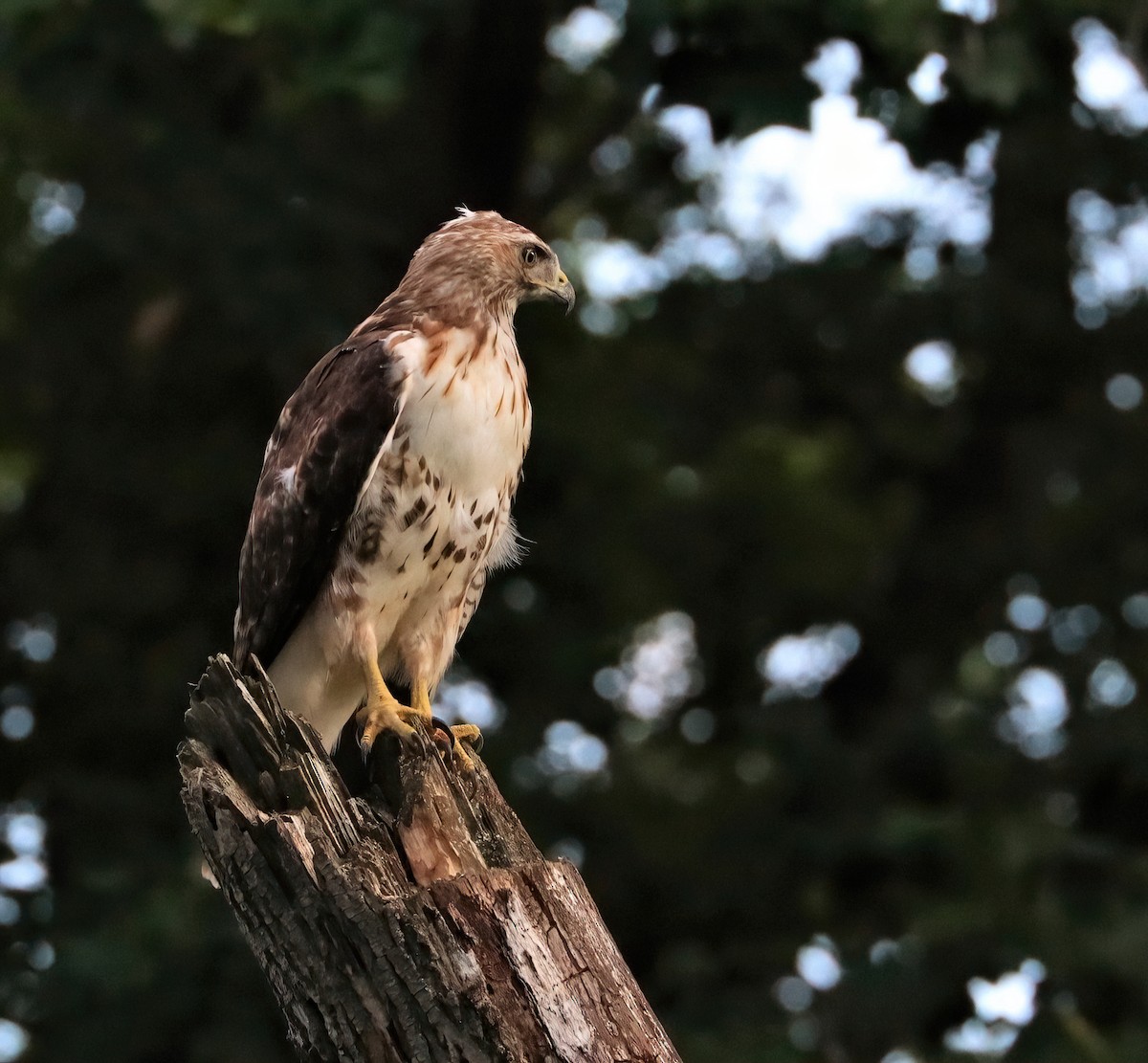 Red-tailed Hawk - Araks Ohanyan