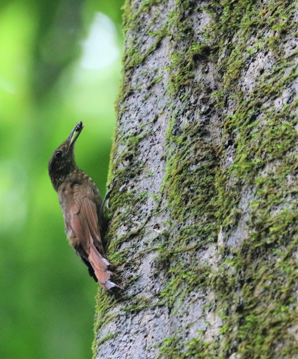 Long-tailed Woodcreeper - ML370018821