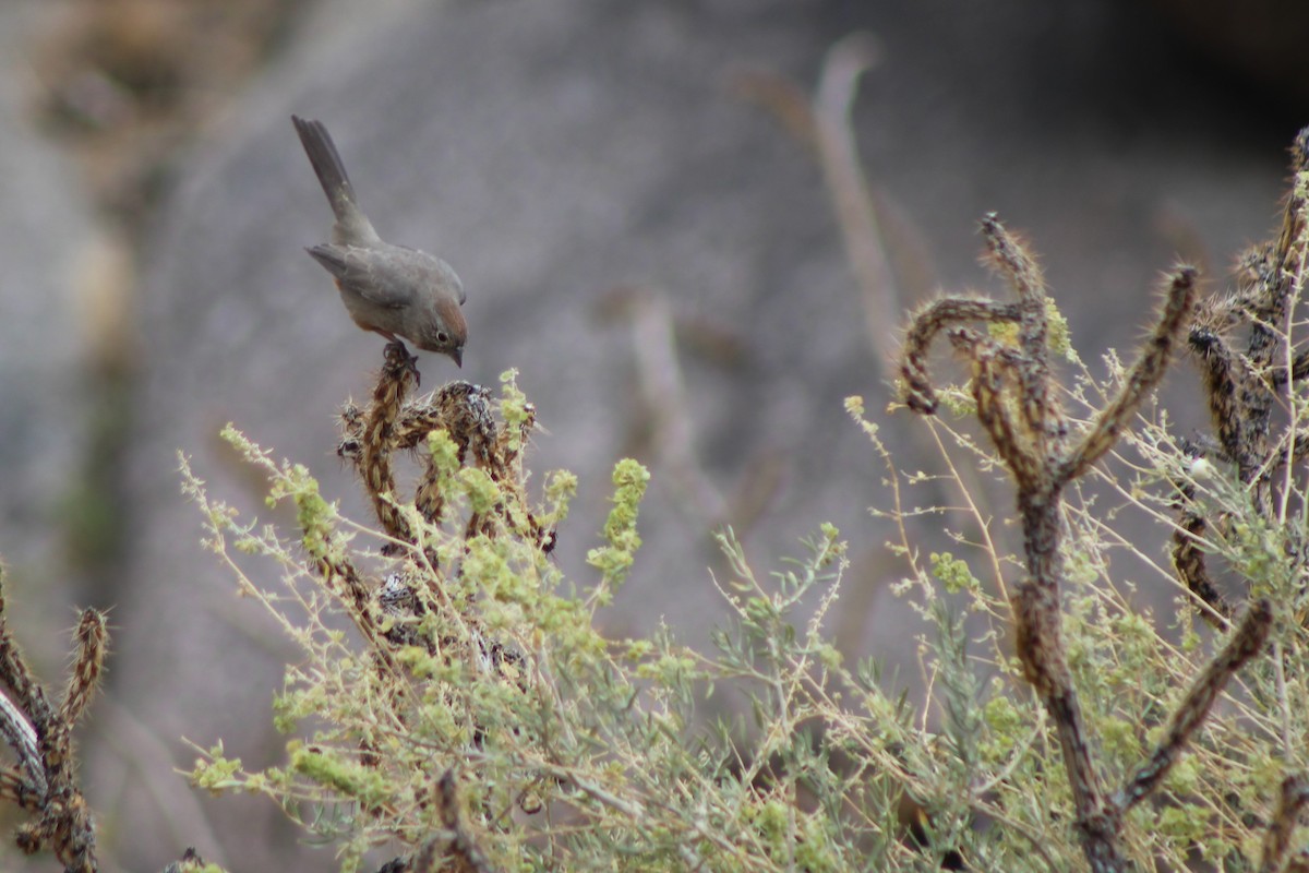 Canyon Towhee - ML37002111