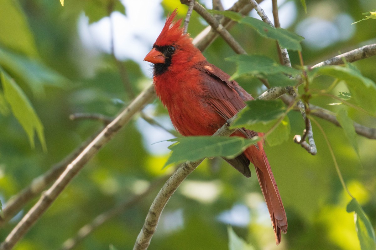 Northern Cardinal - ML370022081