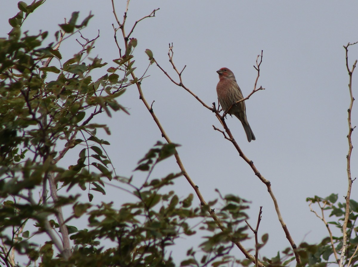 House Finch - ML37002251