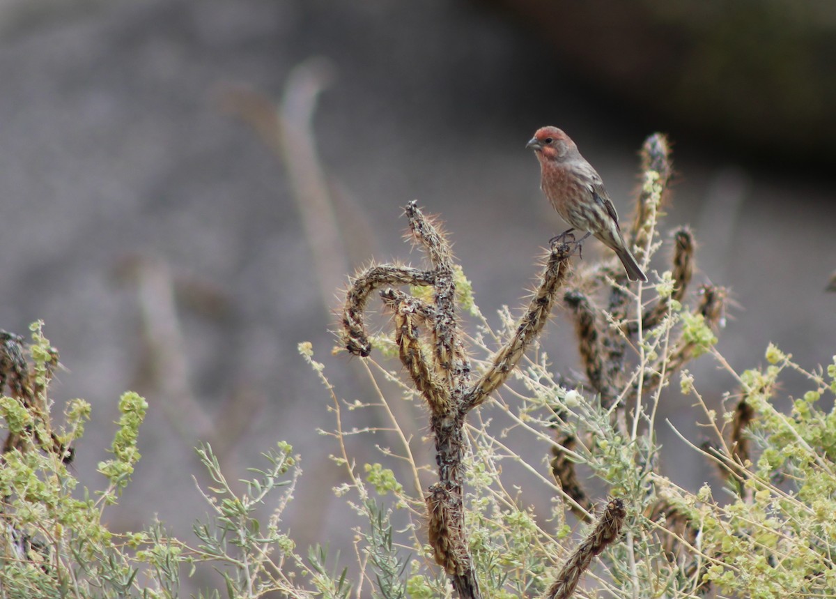 House Finch - ML37002261