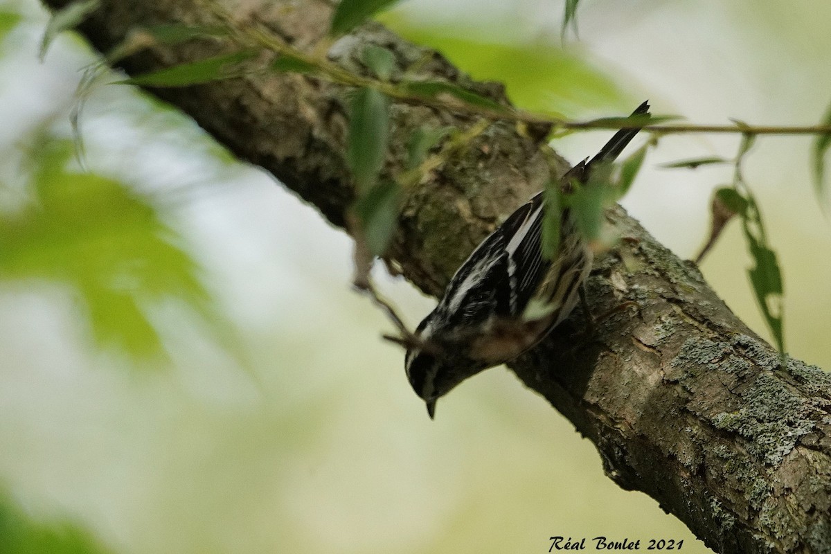 Black-and-white Warbler - ML370022651
