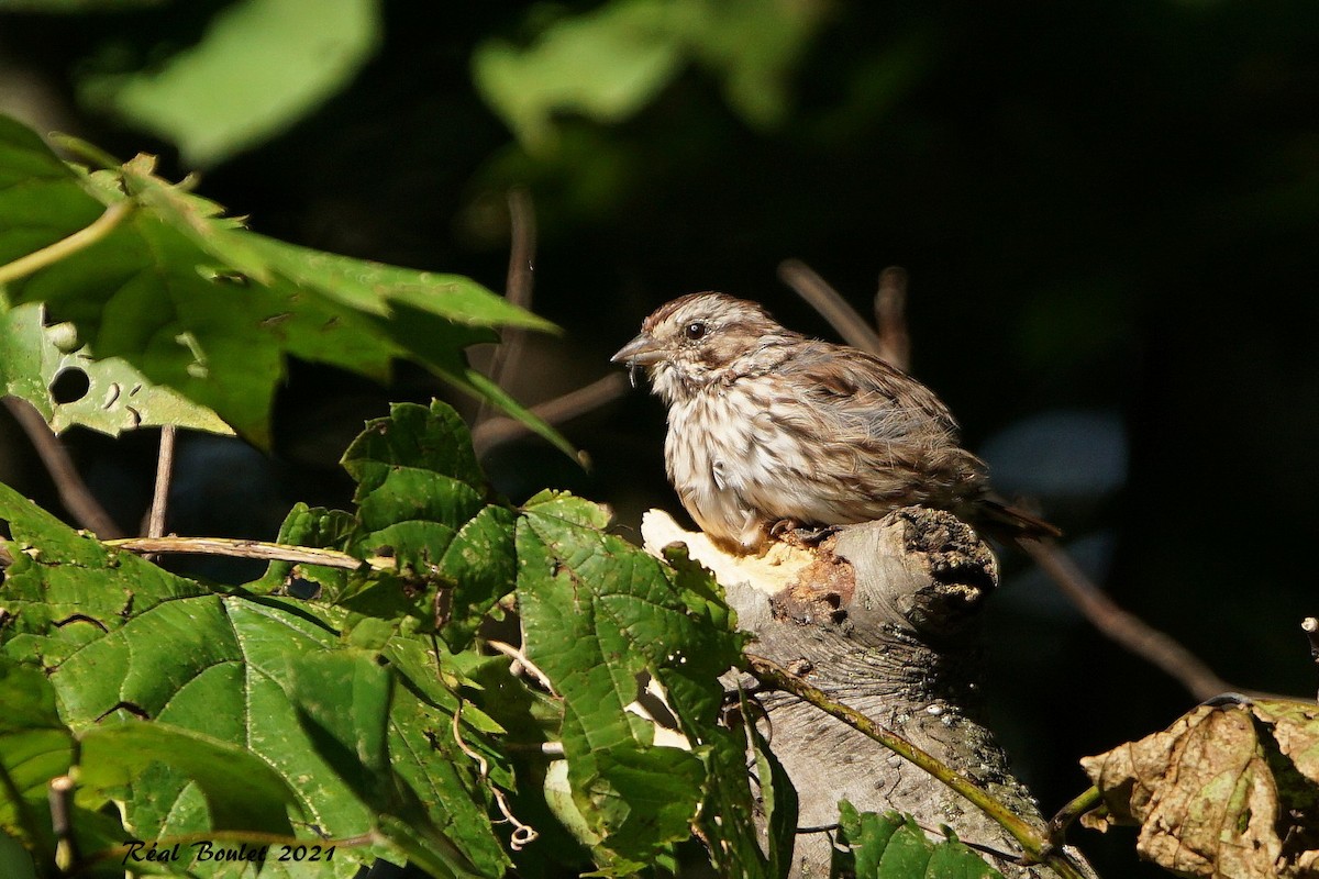 Song Sparrow - ML370022821
