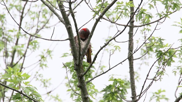 Northern Flicker (Yellow-shafted) - ML370025061