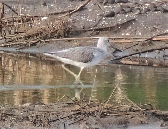 Common Greenshank - ML370025401