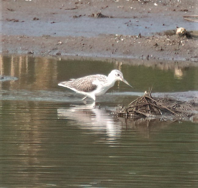 Common Greenshank - Araks Ohanyan