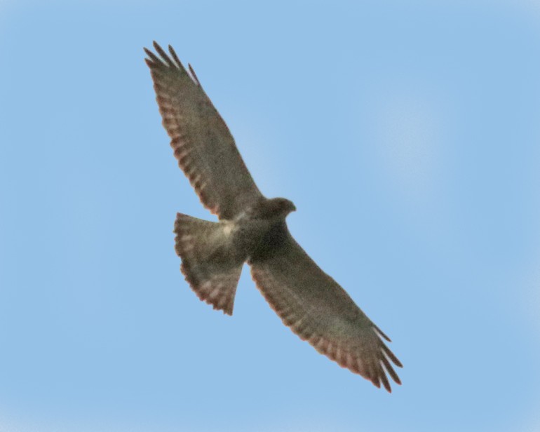 Broad-winged Hawk - ML370025701