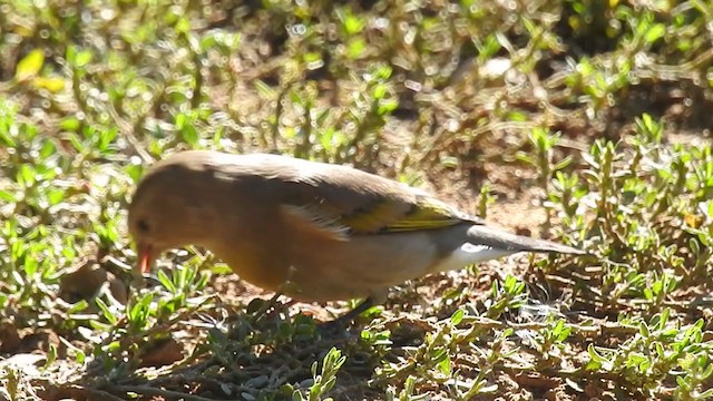 カオグロキンヒワ - ML370026081