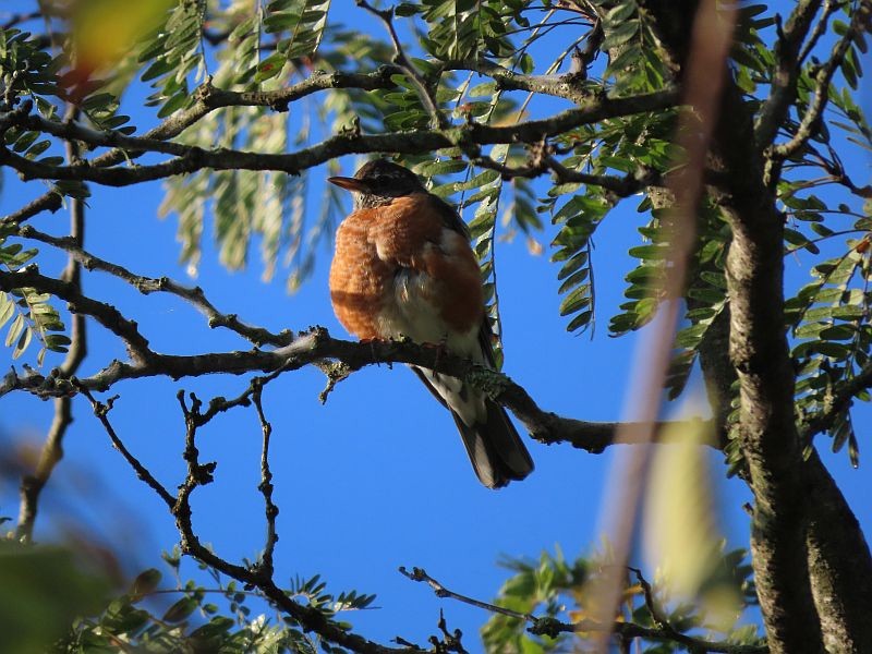 American Robin - ML370027611