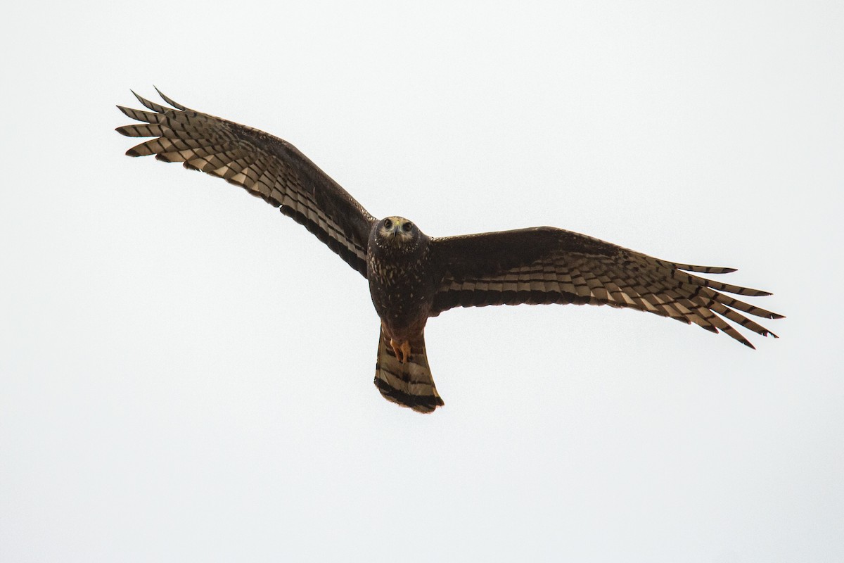 Long-winged Harrier - ML370028351