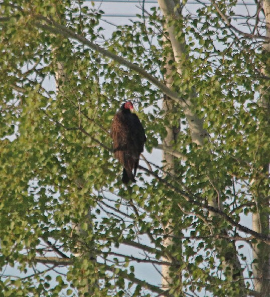 Urubu à tête rouge - ML370029181