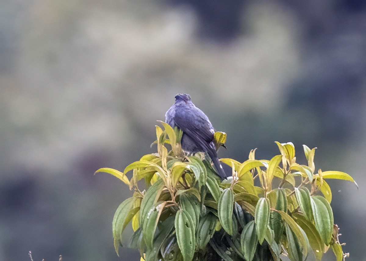 Cotinga Crestirrojo - ML370029261