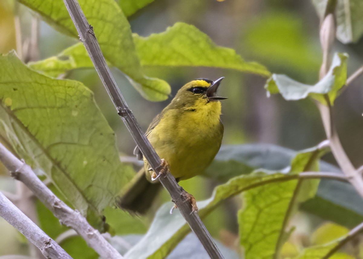 Black-crested Warbler - ML370030131