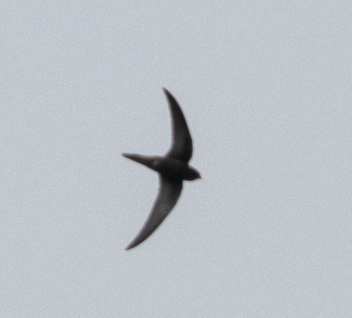 Common Swift - ML370030791