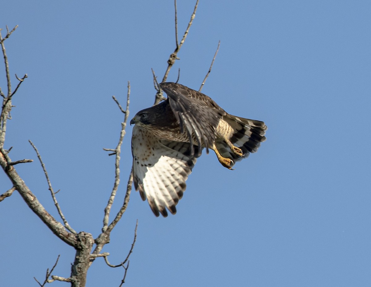 Broad-winged Hawk - ML370032171