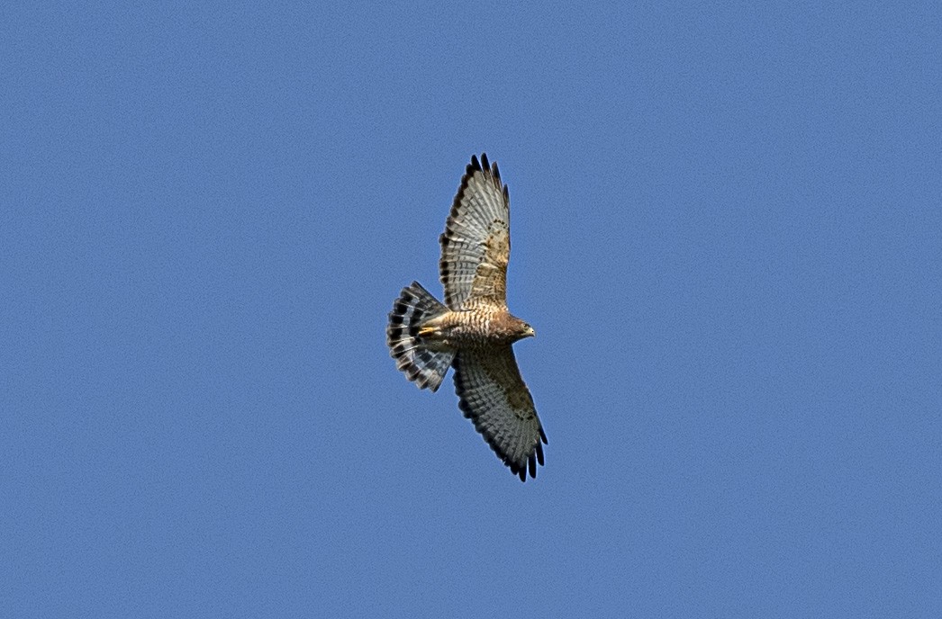 Broad-winged Hawk - ML370032381