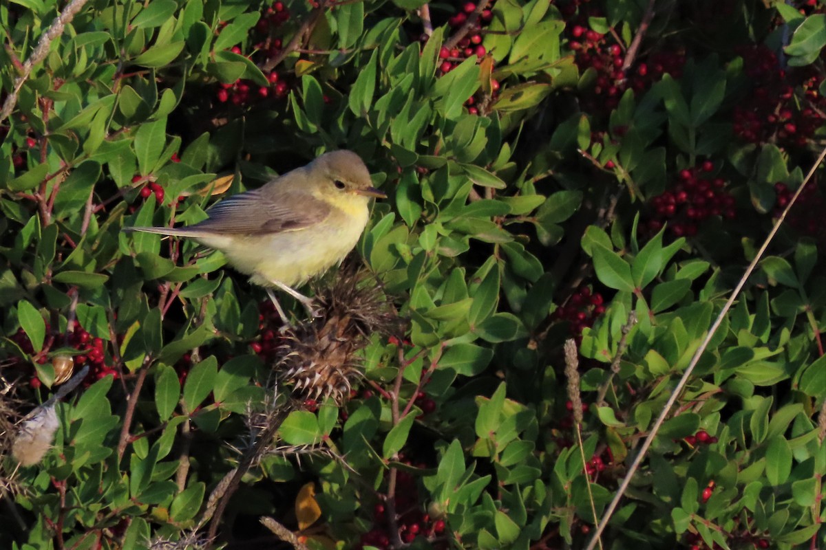 Melodious Warbler - ML370034051