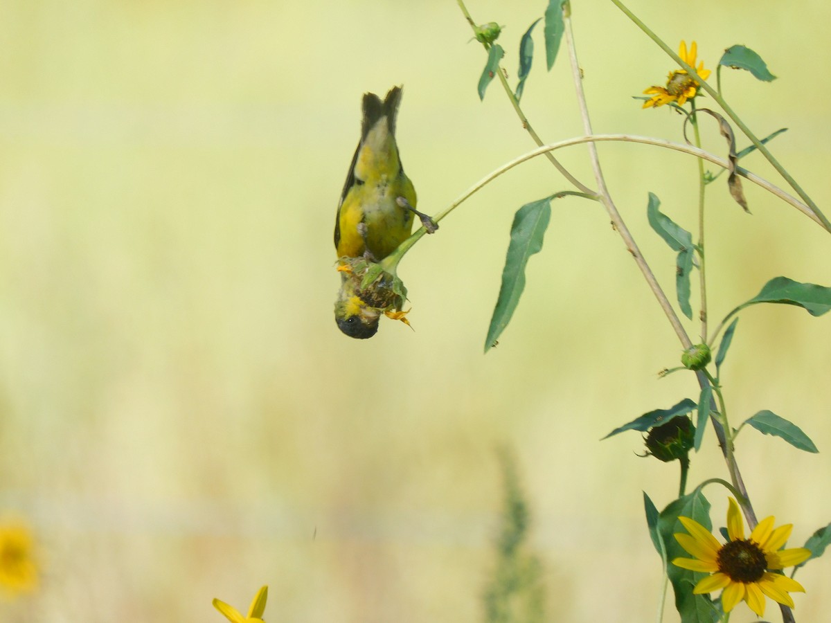 Lesser Goldfinch - ML370042911