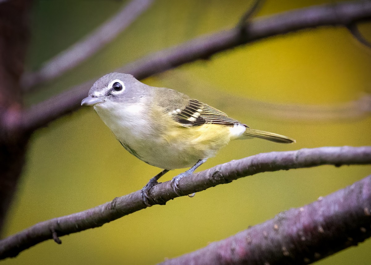 Blue-headed Vireo - ML370043451