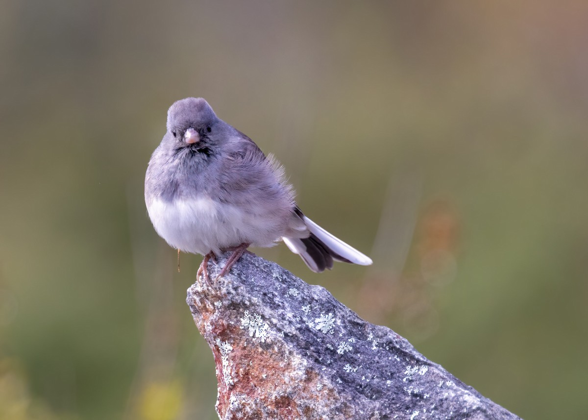 Dark-eyed Junco - ML370043931