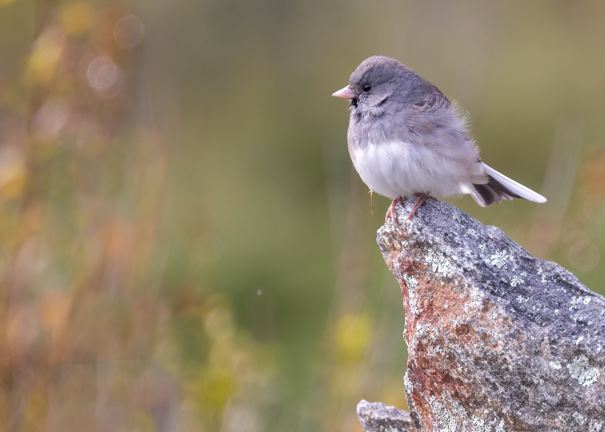 Dark-eyed Junco - ML370043941