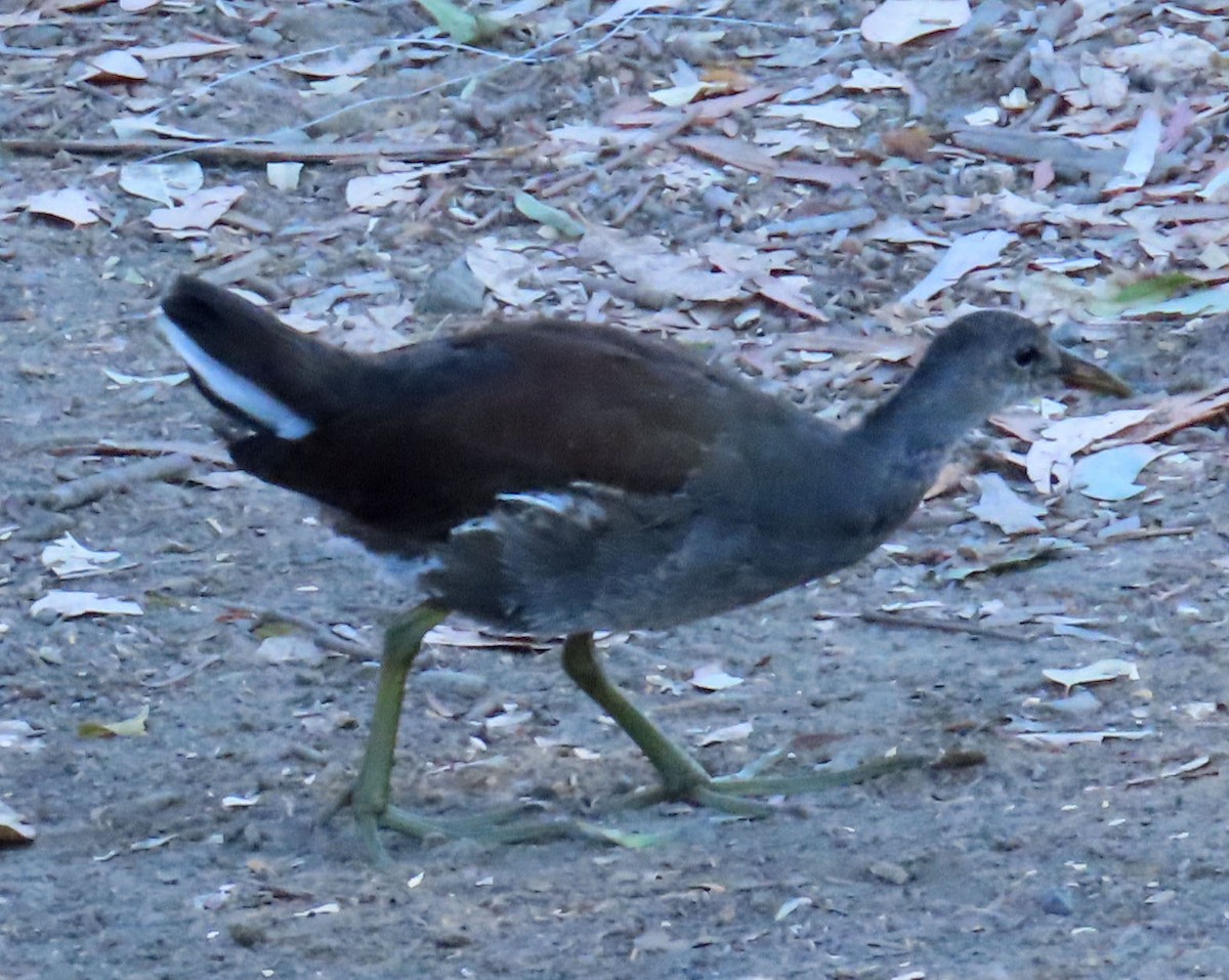 Common Gallinule - ML370043991