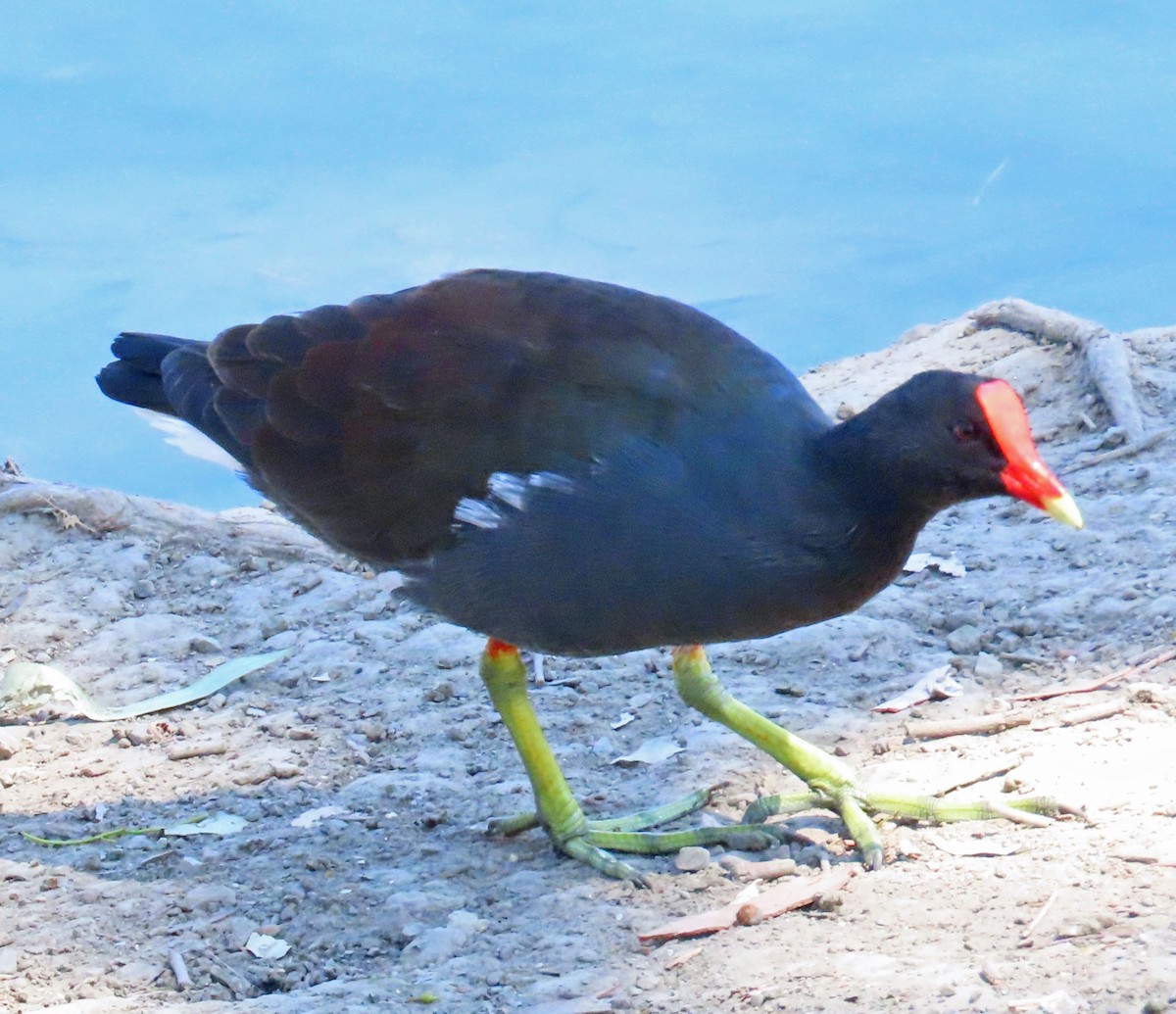 Common Gallinule - ML370044001