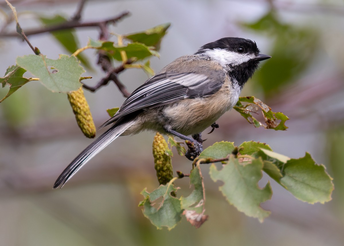 Black-capped Chickadee - ML370044071