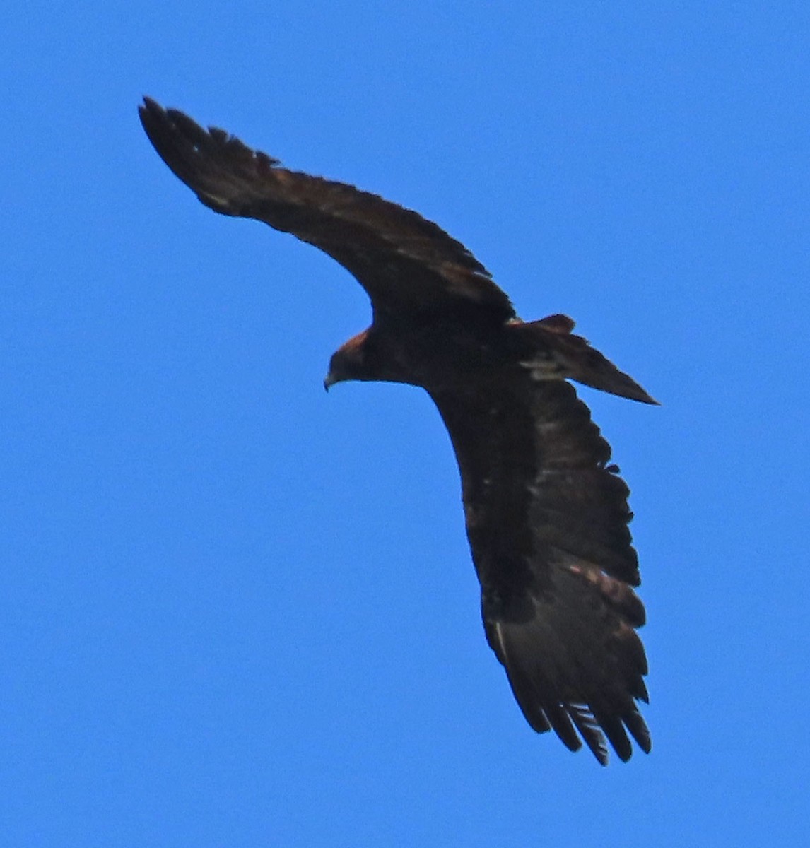 Golden Eagle - ML370044141