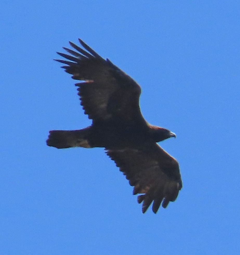 Golden Eagle - ML370044171