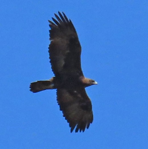 Golden Eagle - Diane Etchison