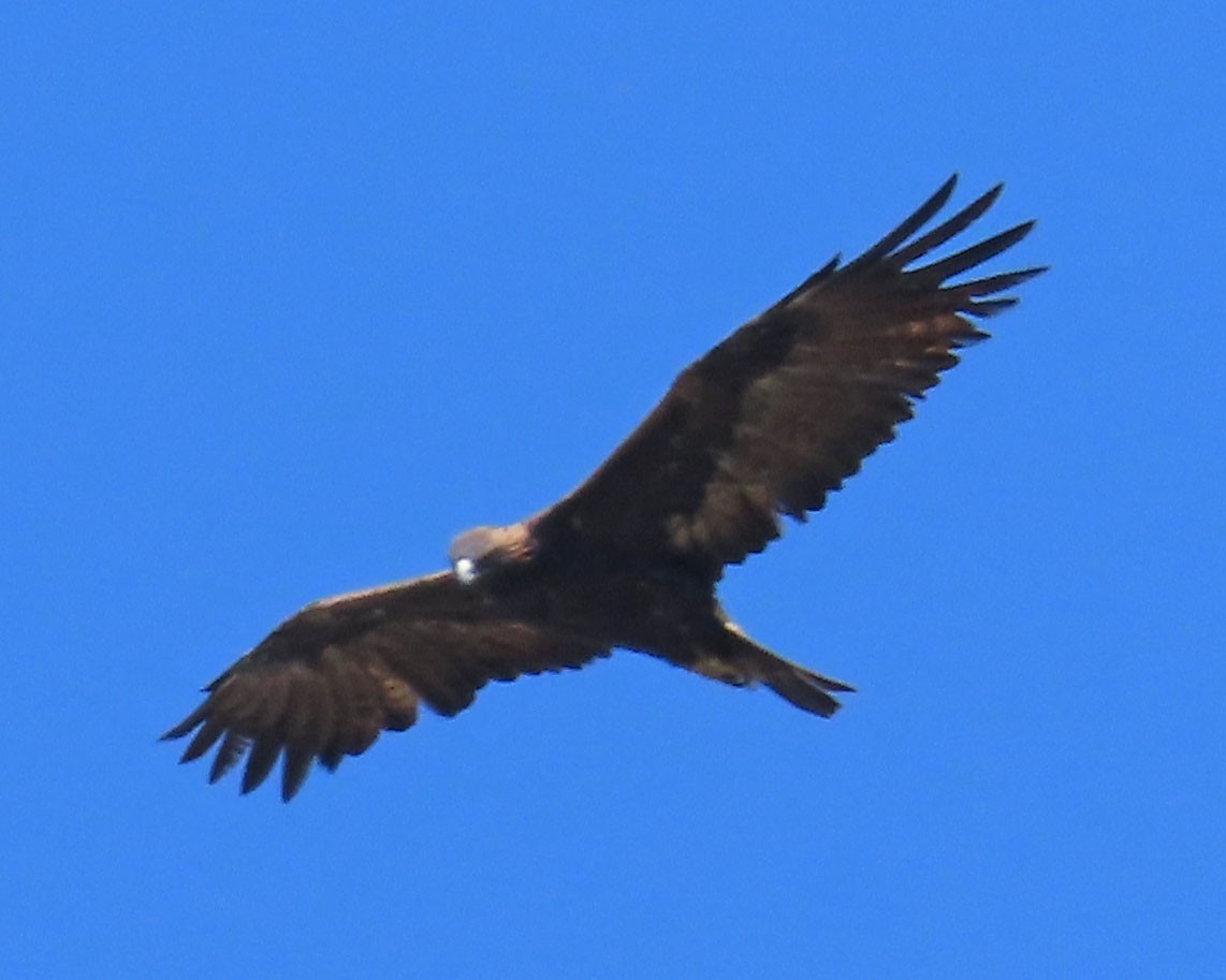 Golden Eagle - ML370044311