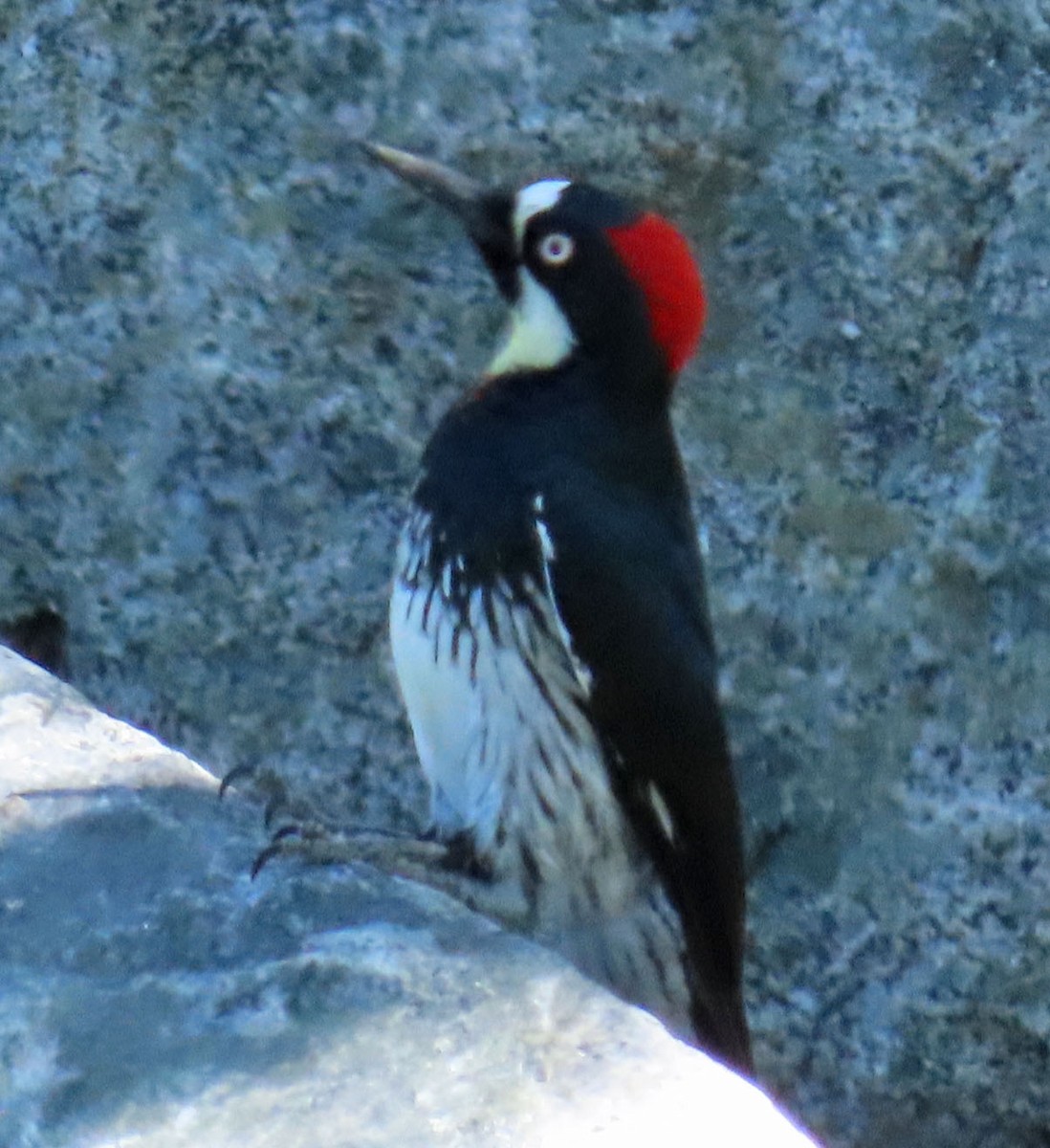 Acorn Woodpecker - ML370044371