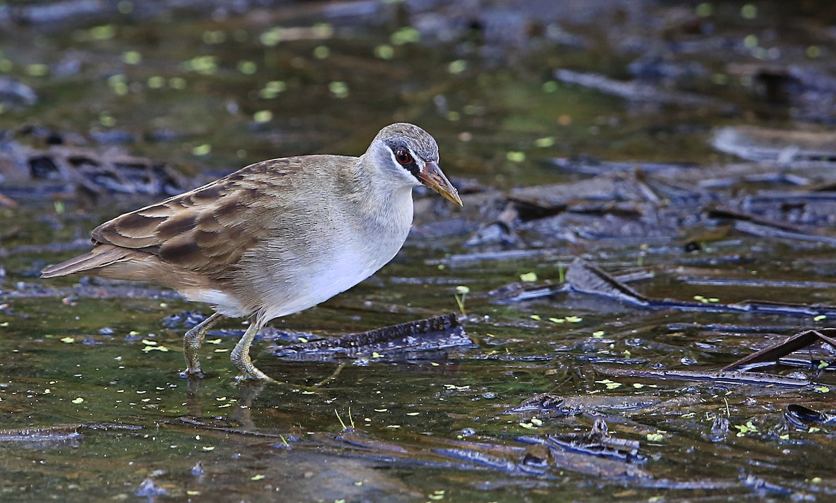 White-browed Crake - Tony Ashton