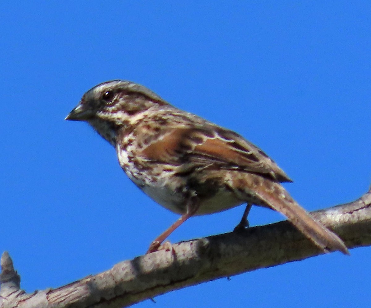 Song Sparrow - ML370044771