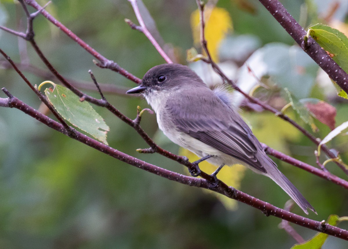 Eastern Phoebe - ML370045921