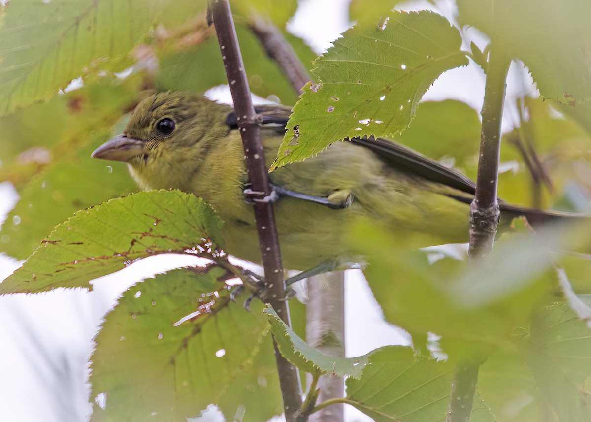 Scarlet Tanager - ML370045991