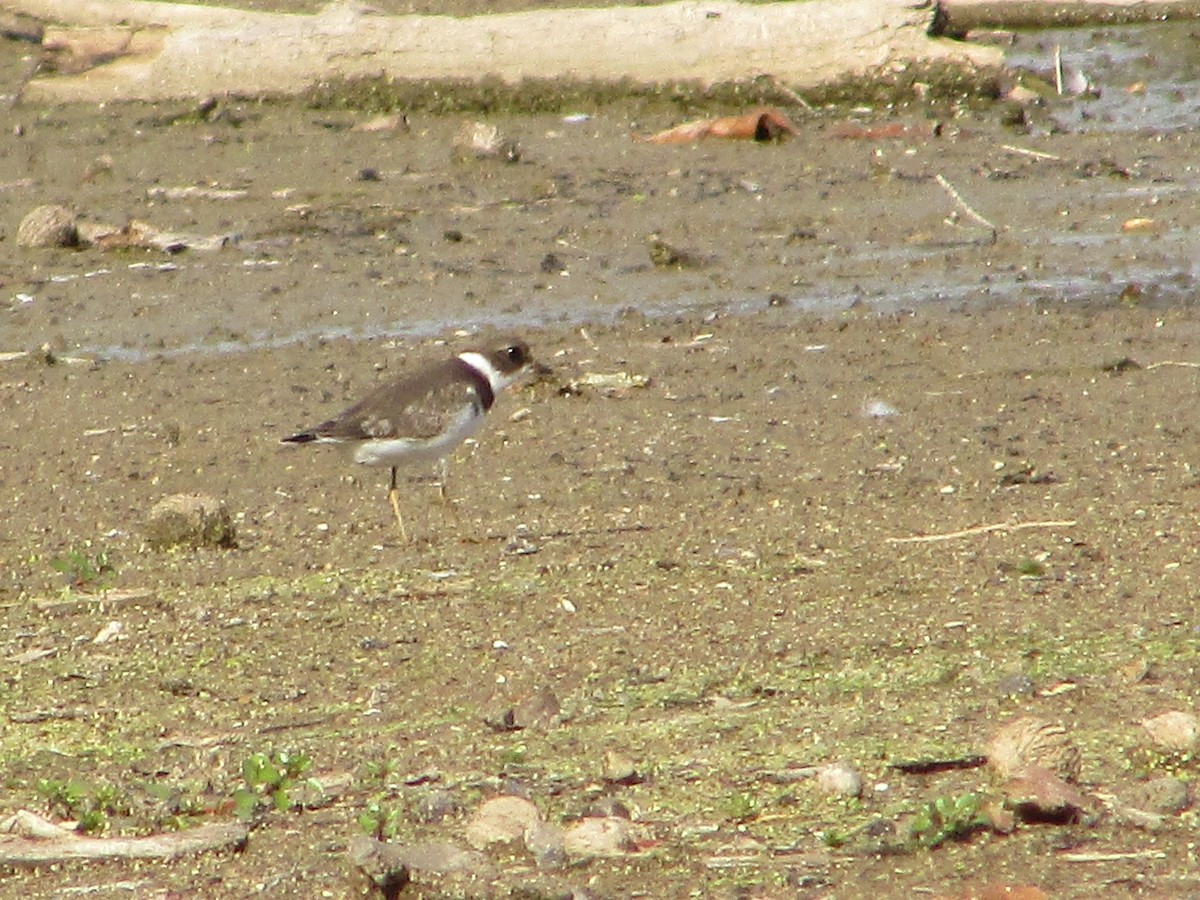 Semipalmated Plover - ML370046391