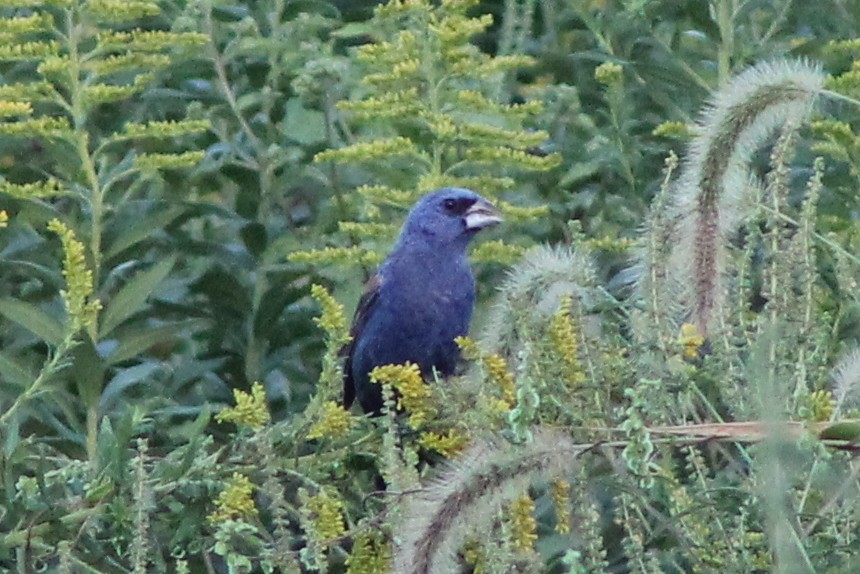 Blue Grosbeak - ML37005191