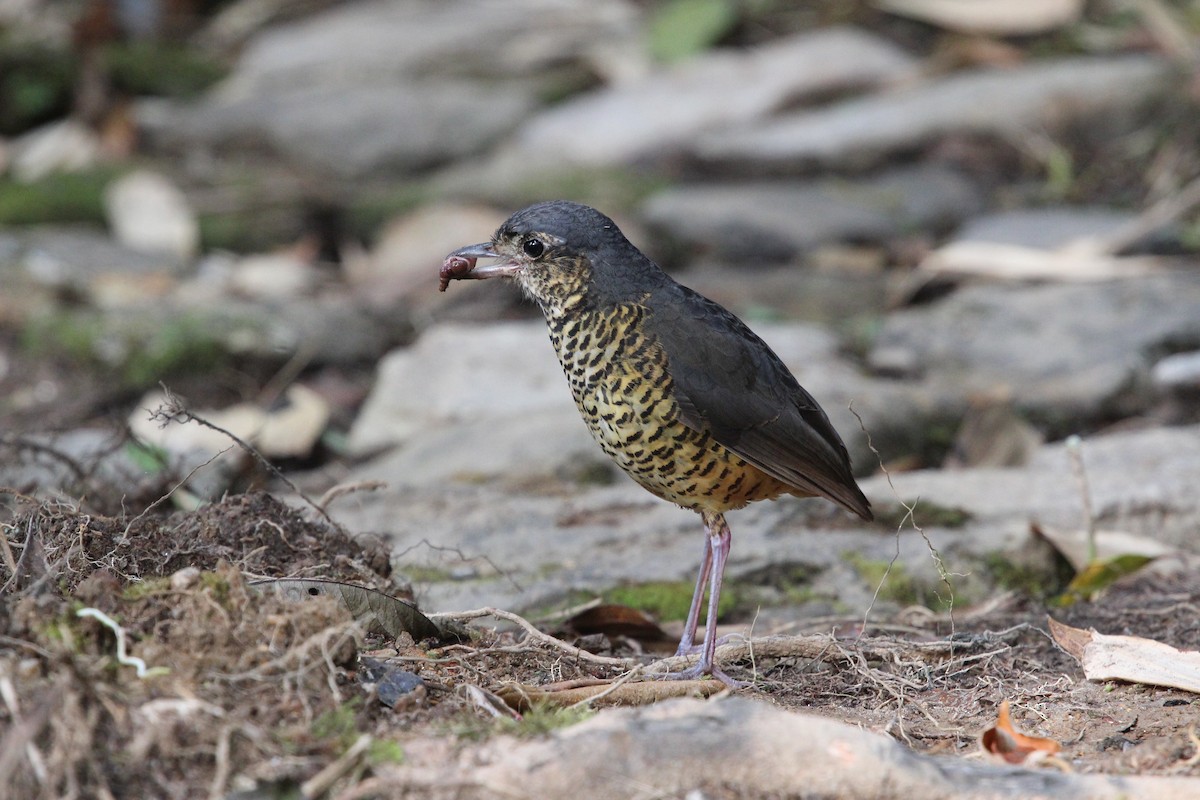 Undulated Antpitta - ML370052031