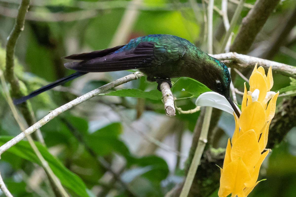 Long-tailed Sylph - ML370054771