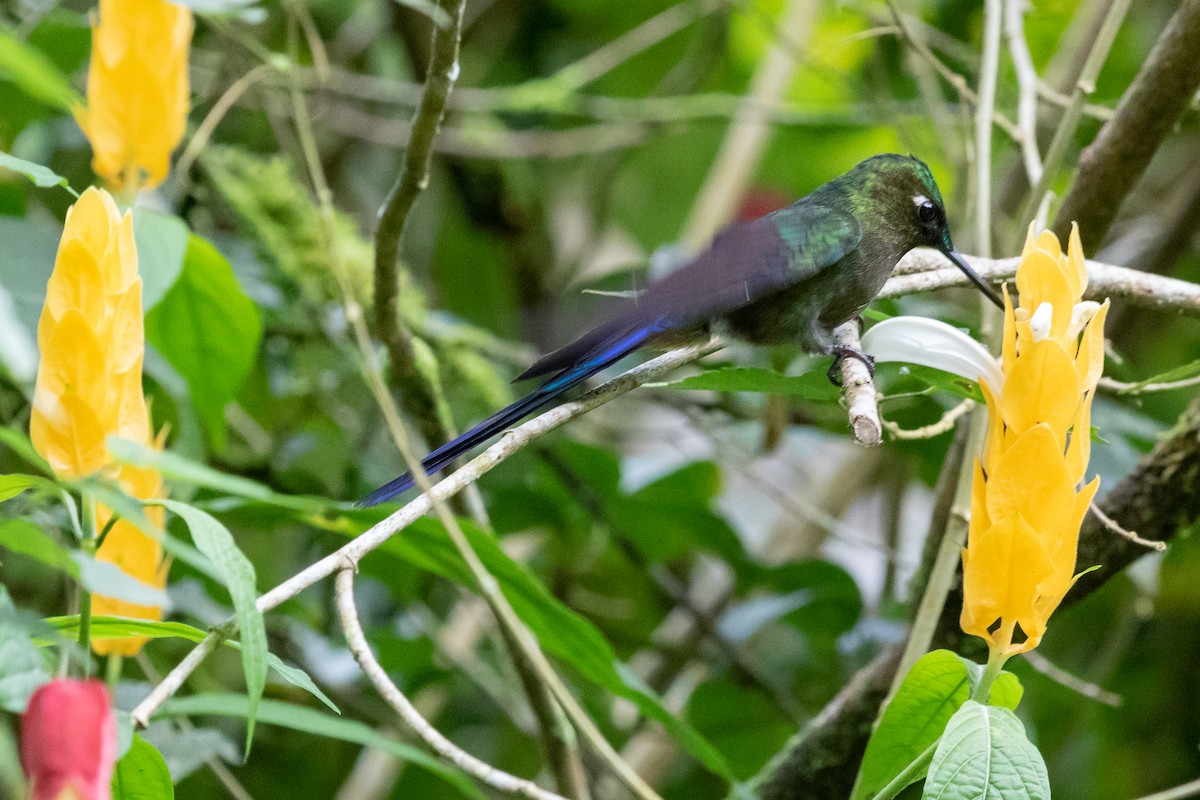 Long-tailed Sylph - ML370054781