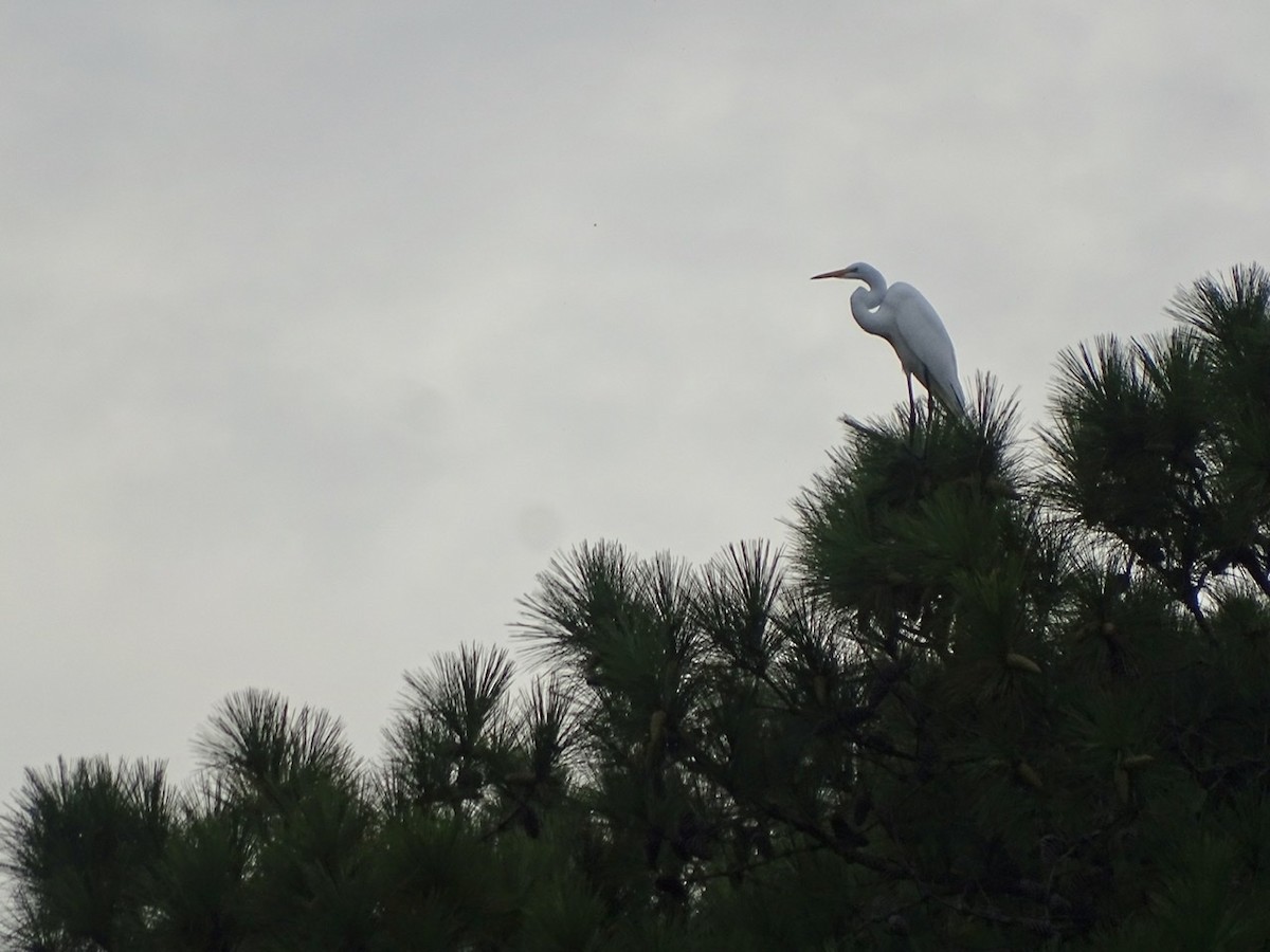 Great Egret - ML370055161