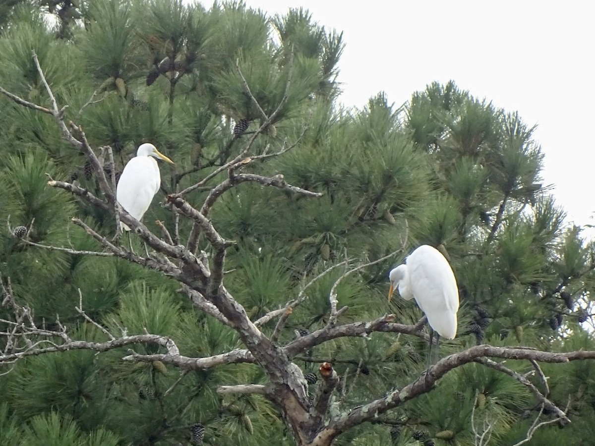 Great Egret - ML370055321